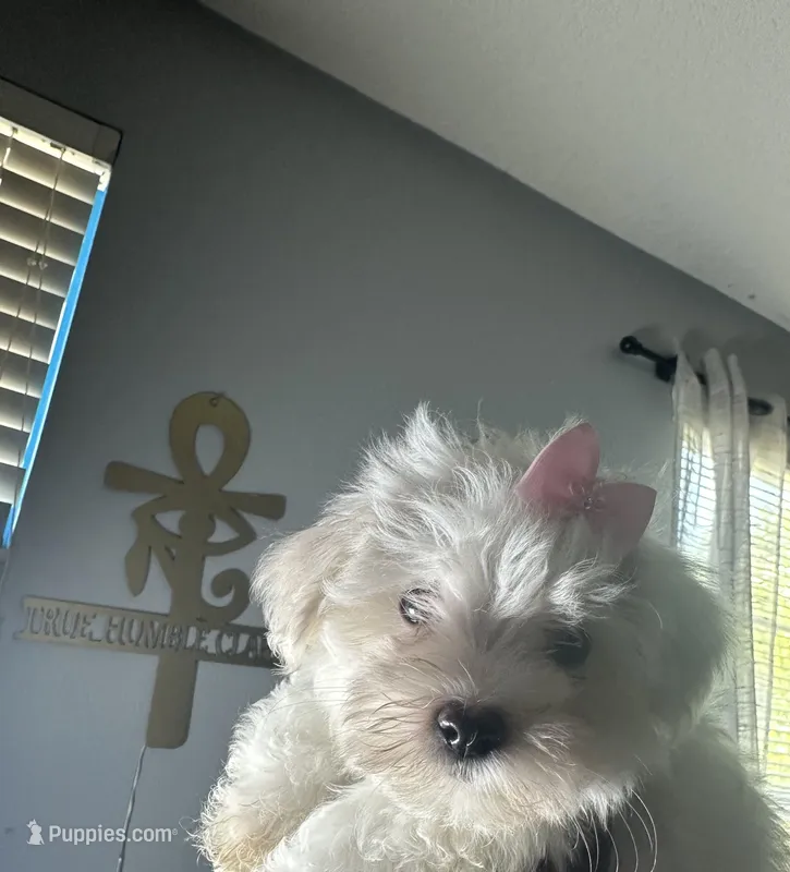 Pink – Maltese puppy for sale in Riverview, FL