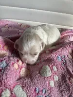 Star, a female Maltese for sale in Wimauma, FL – 7 of 7