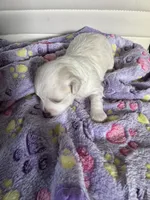 Bella, a female Maltese for sale in Wimauma, FL – 5 of 8