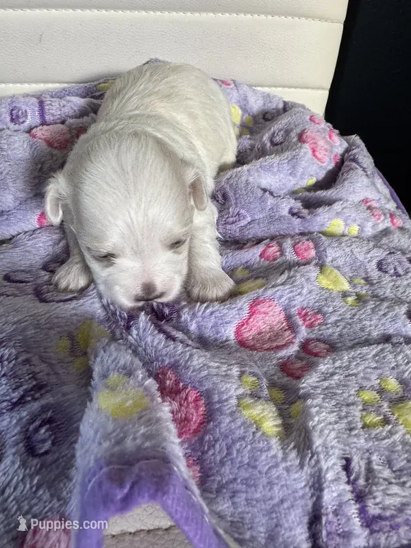 Bella – Maltese puppy for sale in Wimauma, FL