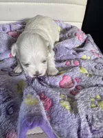 Bella, a female Maltese for sale in Wimauma, FL – 1 of 8