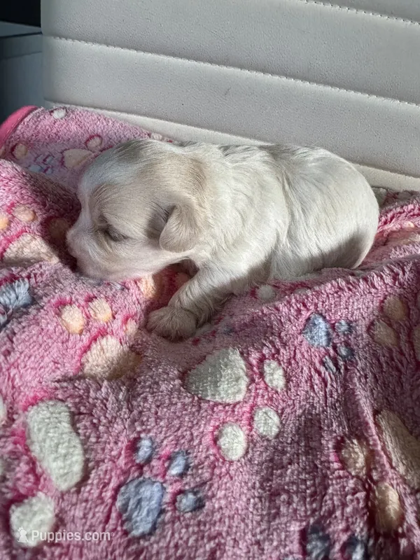 Star – Maltese puppy for sale in Wimauma, FL
