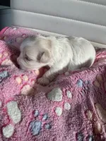 Star, a female Maltese for sale in Wimauma, FL – 1 of 7