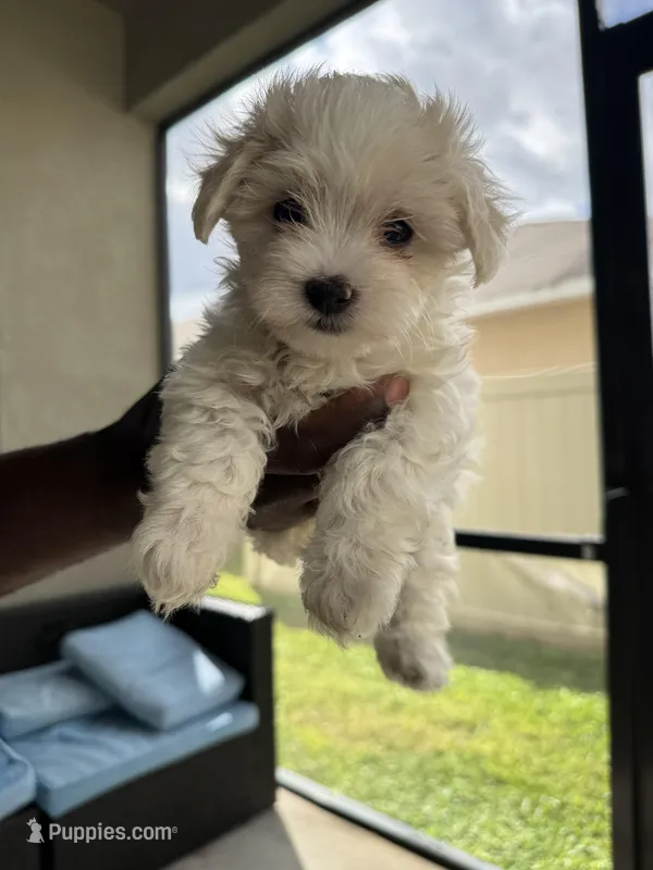 Big Pink, a female Maltese for sale in Riverview, FL – Photo 1 of 1