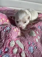 Star, a female Maltese for sale in Wimauma, FL – 4 of 7