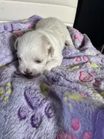 Bella, a female Maltese for sale in Wimauma, FL – 8 of 8