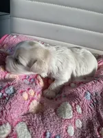 Star, a female Maltese for sale in Wimauma, FL – 5 of 7