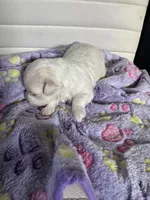Bella, a female Maltese for sale in Wimauma, FL – 4 of 8