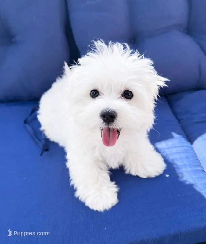 Little Black – Maltese puppy for sale in Riverview, FL