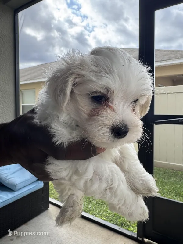 Little Black, a male Maltese for sale in Riverview, FL – Photo 1 of 1