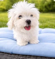 Little Black, a male Maltese for sale in Riverview, FL – Photo 2 of 2