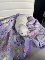 Bella, a female Maltese for sale in Wimauma, FL – 7 of 8