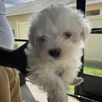 Big blur, a male Maltese for sale in Tampa, FL – Photo 1 of 2
