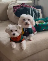 Big blur, a male Maltese for sale in Tampa, FL – Photo 2 of 2