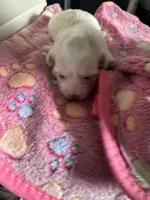 Star, a female Maltese for sale in Wimauma, FL – 3 of 7