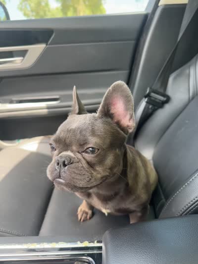 Baby, a female French Bulldog for sale in Buckeye, AZ – 5 of 5