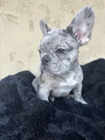 Dash, a male French Bulldog for sale in Buckeye, AZ – Photo 3 of 5