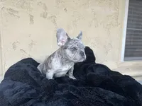 Dash, a male French Bulldog for sale in Buckeye, AZ – Photo 5 of 5