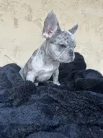 Dash, a male French Bulldog for sale in Buckeye, AZ – Photo 4 of 5