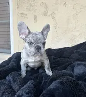 Dash, a male French Bulldog for sale in Buckeye, AZ – Photo 2 of 5