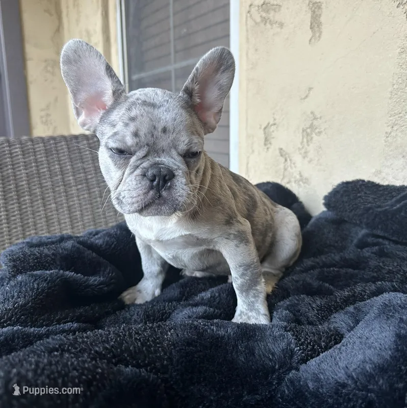 Dash, a male French Bulldog for sale in Buckeye, AZ – Photo 1 of 5