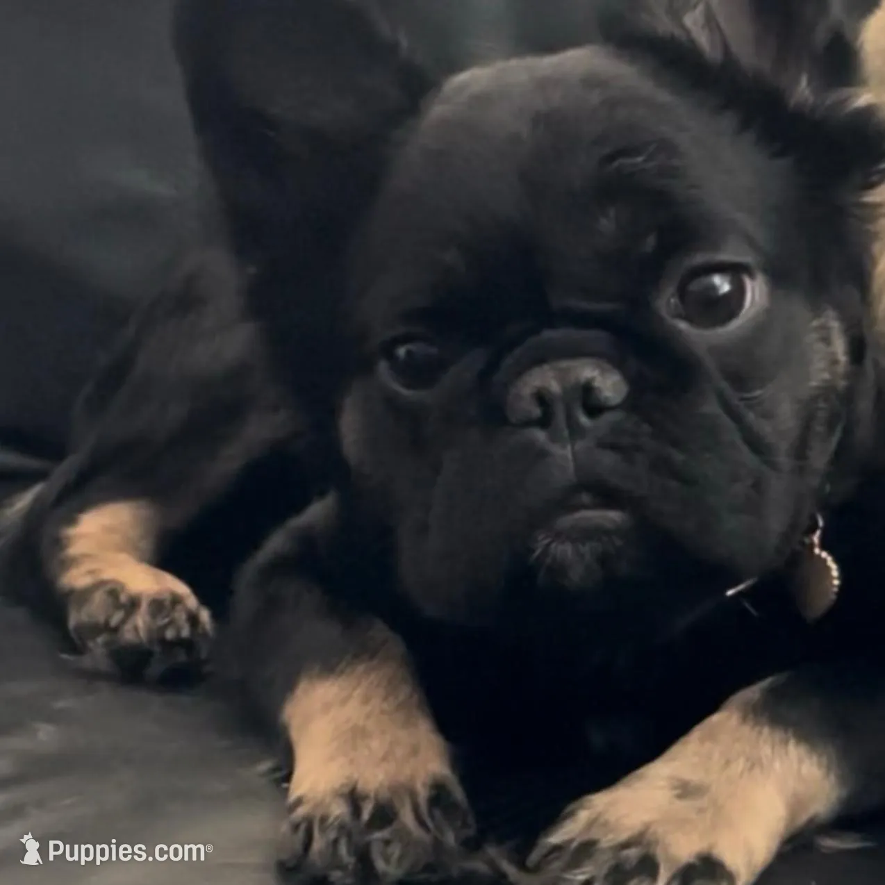 Panda , a female French Bulldog for sale in Buckeye, AZ – Photo 2 of 3