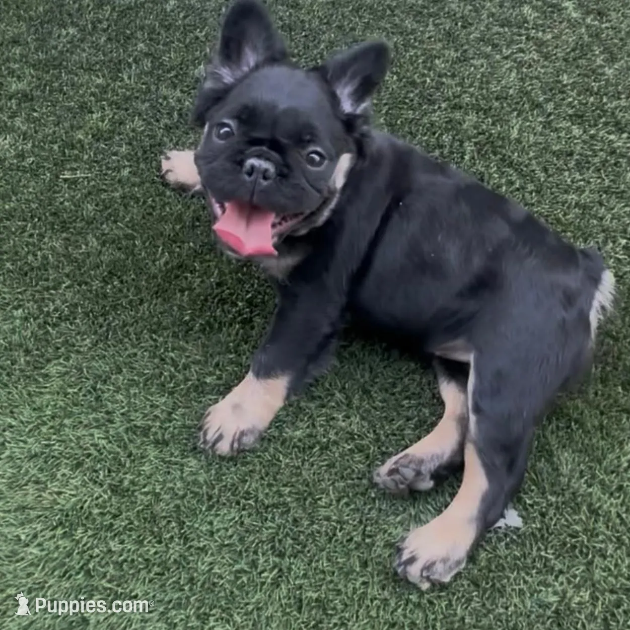 Panda  – French Bulldog puppy for sale in Buckeye, AZ