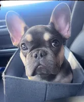 Louie , a male French Bulldog for sale in Buckeye, AZ – Photo 1 of 4