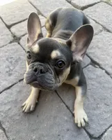 Louie , a male French Bulldog for sale in Buckeye, AZ – Photo 4 of 4