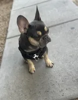 Louie , a male French Bulldog for sale in Buckeye, AZ – Photo 2 of 4