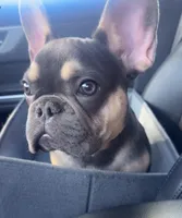 Louie , a male French Bulldog for sale in Buckeye, AZ – Photo 3 of 4