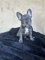 Mellow , a female French Bulldog for sale in Buckeye, AZ – Photo 3 of 3