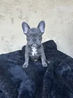 Mellow , a female French Bulldog for sale in Buckeye, AZ – Photo 2 of 3