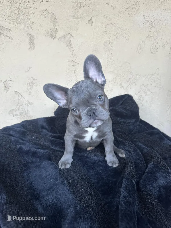 Mellow , a female French Bulldog for sale in Buckeye, AZ – Photo 1 of 3