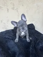 Mellow , a female French Bulldog for sale in Buckeye, AZ – Photo 1 of 3