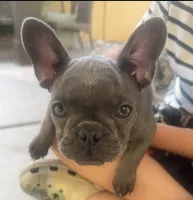 Baby, a female French Bulldog for sale in Buckeye, AZ – Photo 3 of 3
