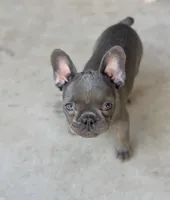 Baby, a female French Bulldog for sale in Buckeye, AZ – Photo 2 of 3