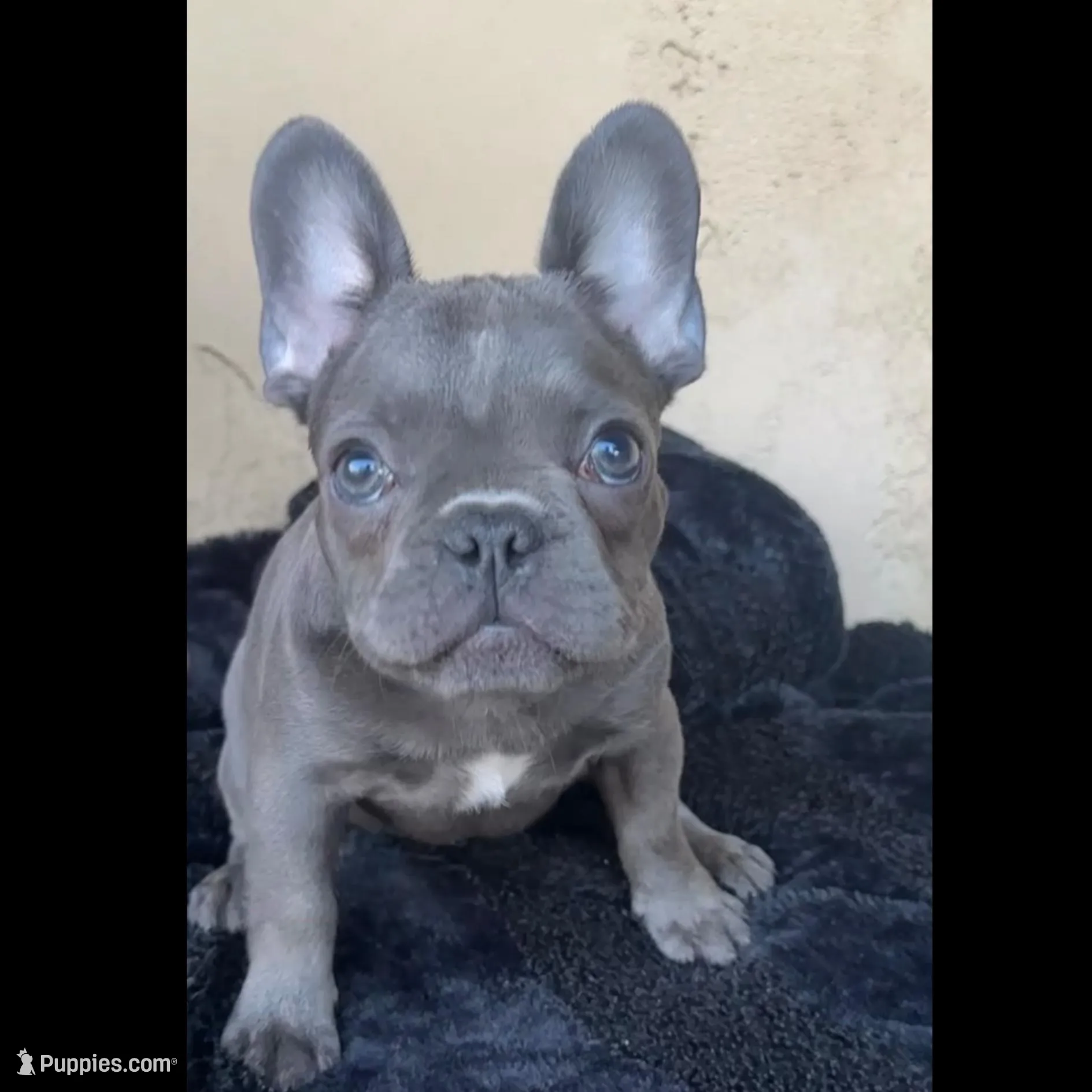 Baby – French Bulldog puppy for sale in Buckeye, AZ