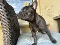Baby, a female French Bulldog for sale in Buckeye, AZ – 4 of 5