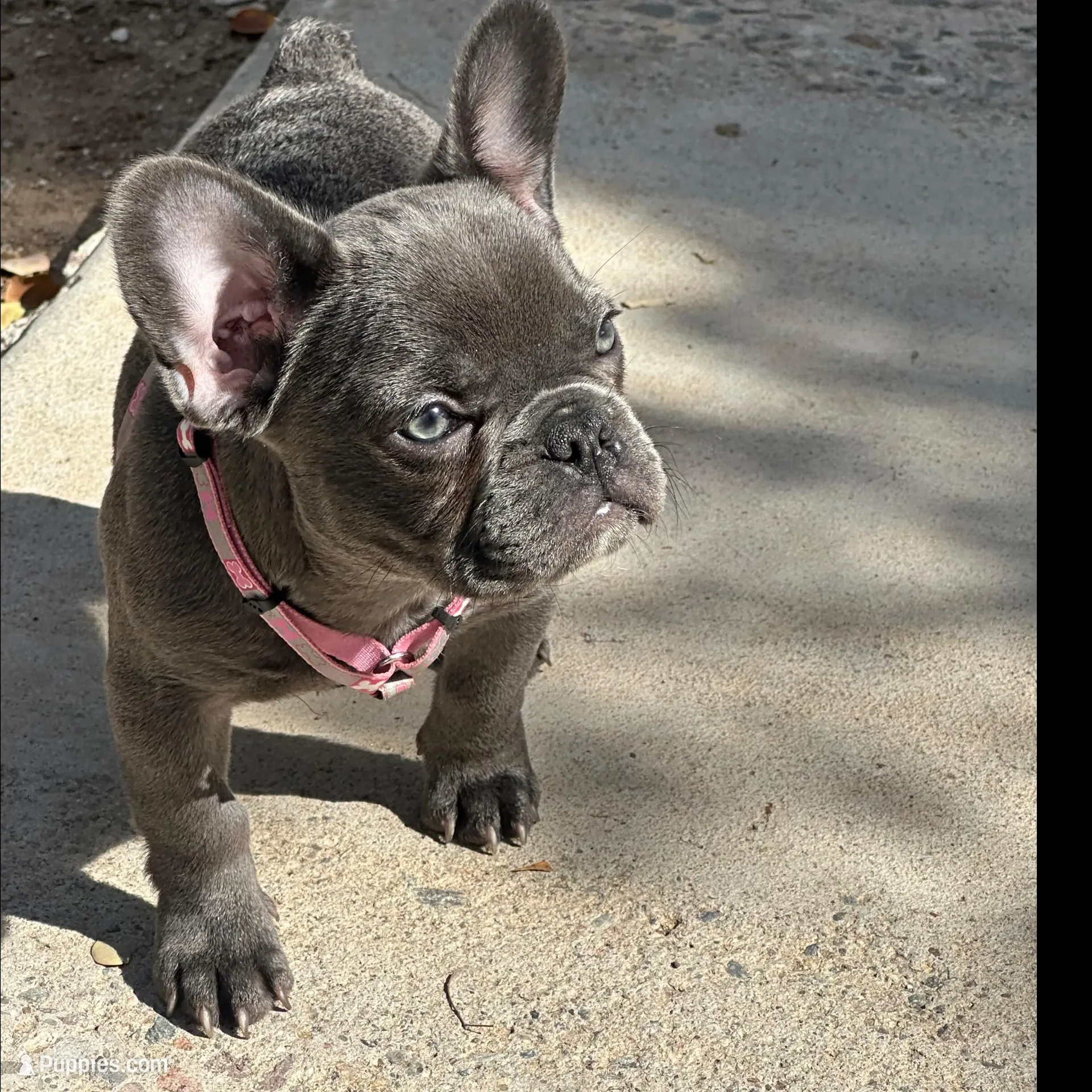 Blue, a female French Bulldog for sale in Buckeye, AZ – Photo 2 of 4
