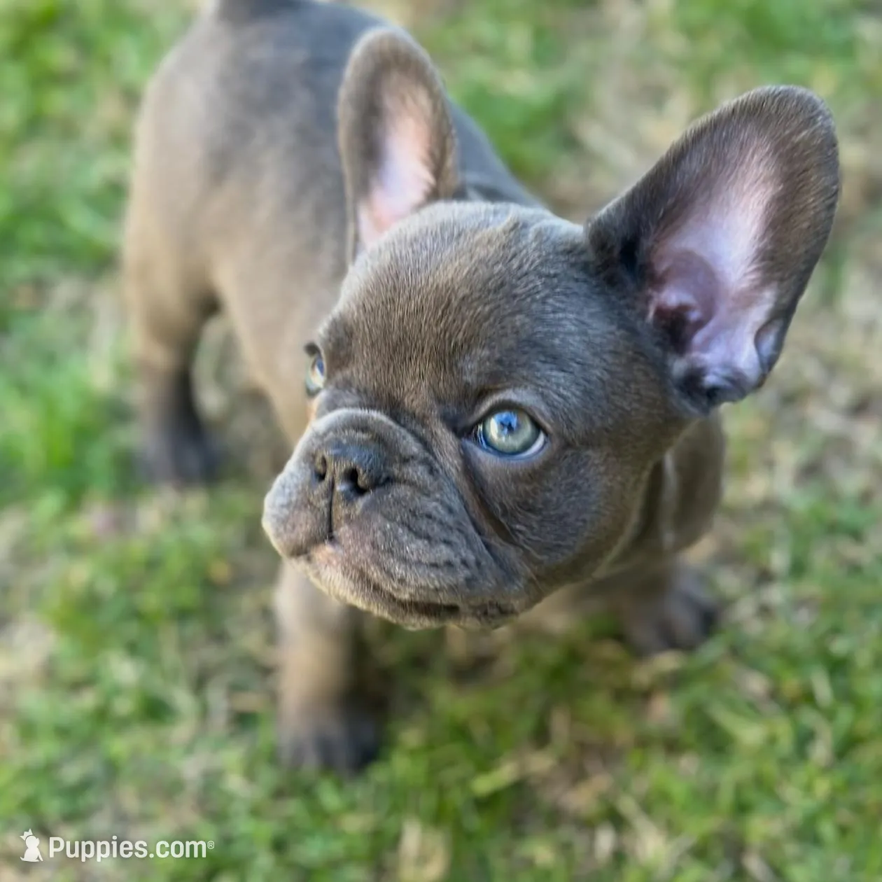 Blue, a female French Bulldog for sale in Buckeye, AZ – Photo 3 of 4