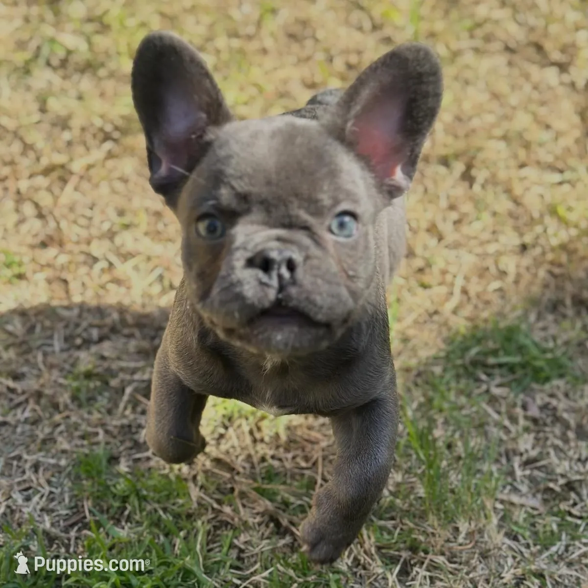 Blue, a female French Bulldog for sale in Buckeye, AZ – Photo 4 of 4