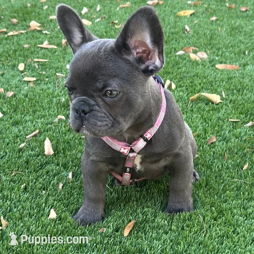 Blue – French Bulldog puppy for sale in Buckeye, AZ