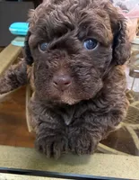 Cookie, a female Poodle - Toy  for sale in Charlotte, NC – 5 of 5