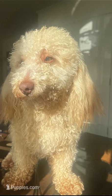 Max – Poodle - Toy  puppy for sale in Charlotte, NC