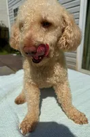 Max, a male Poodle - Toy  for sale in Charlotte, NC – Photo 2 of 7