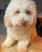 Max, a male Poodle - Toy  for sale in Charlotte, NC – Photo 3 of 7