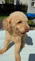 Max, a male Poodle - Toy  for sale in Charlotte, NC – Photo 6 of 7