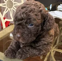 Cookie, a female Poodle - Toy  for sale in Charlotte, NC – 2 of 5