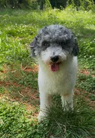Bella, a female Poodle - Toy  for sale in Charlotte, NC – 2 of 9